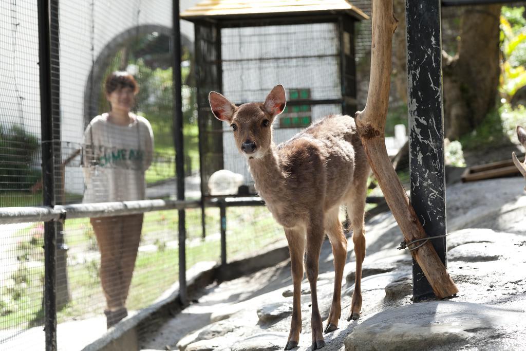 Hotel Royal Chihpin Wenquan Kültér fotó A young deer at the zoo
